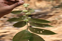 Glochidion lanceolarium